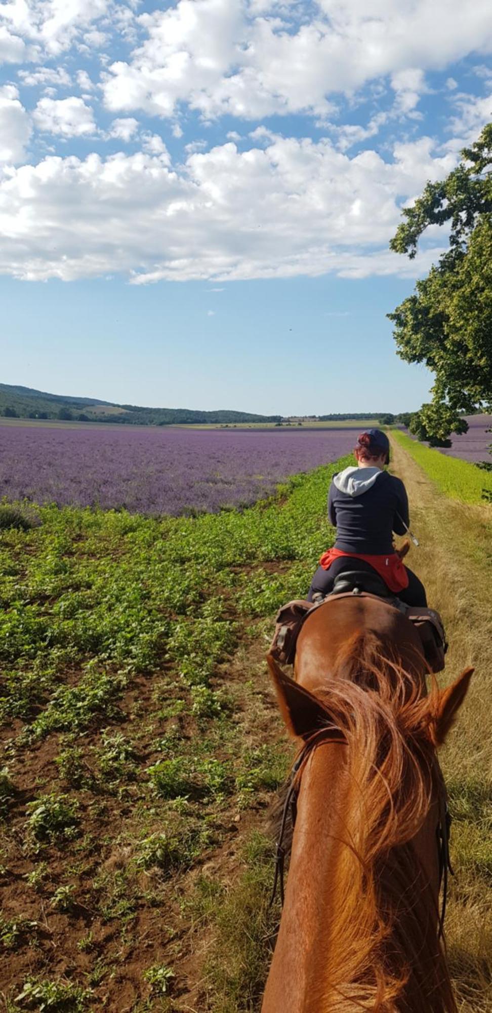 Entre Ventoux Et Luberon Chambre D'Hote Sault Eksteriør billede
